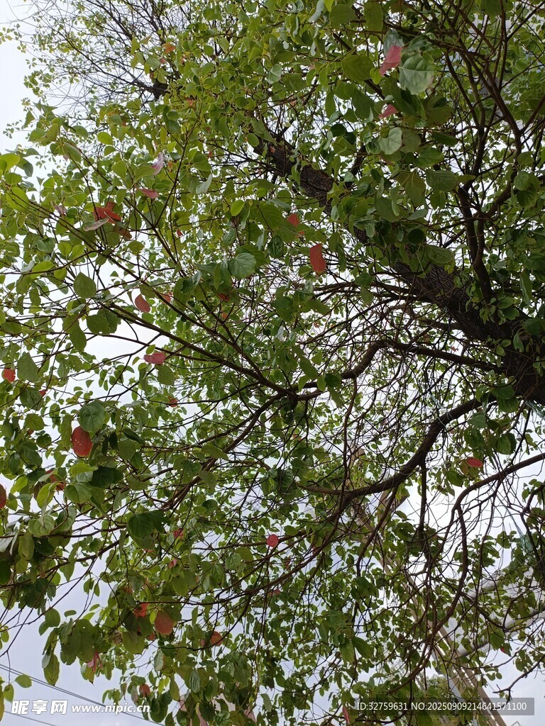 枝頭紅果隱于綠葉間