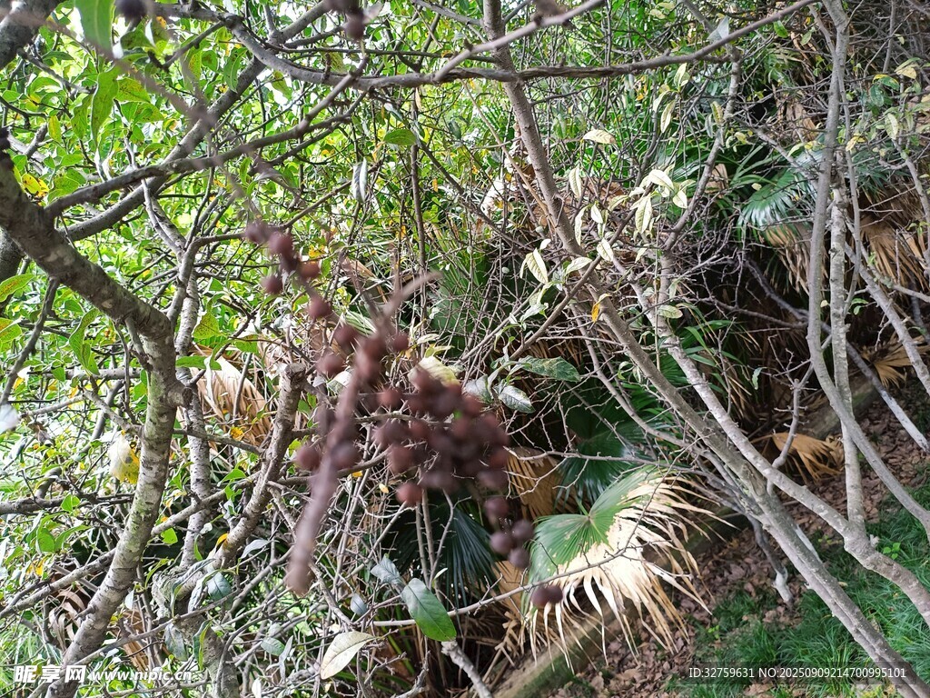 山林間繁茂的植被景象