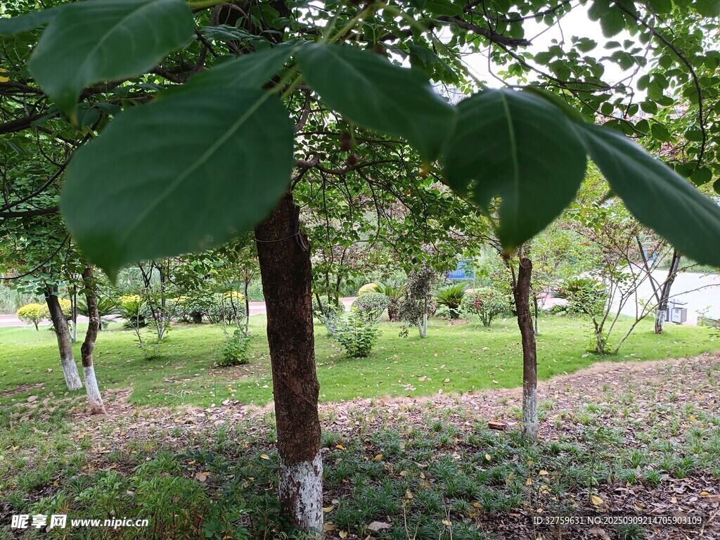 公園中茂盛的樹木景觀