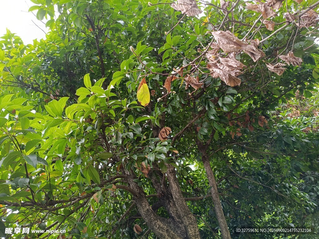 繁茂綠樹與粉色花枝
