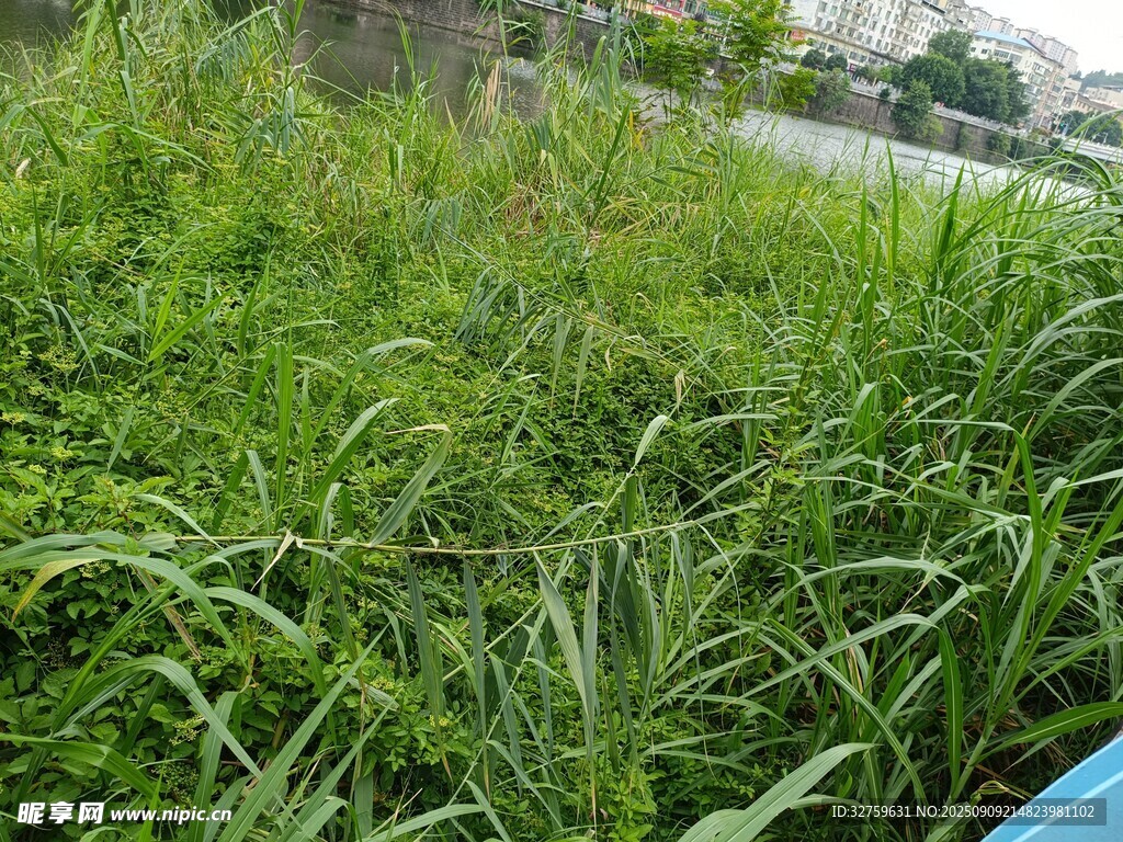 戶外茂盛的綠色草地