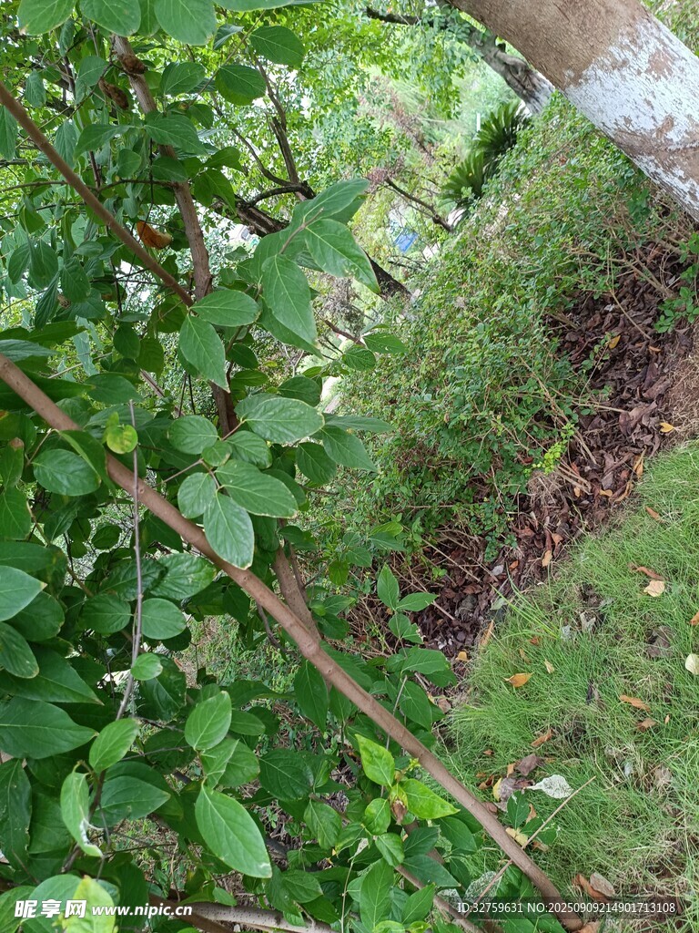 綠意盎然的植物角落
