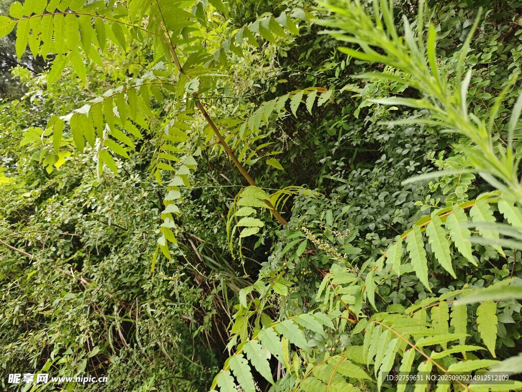 茂密蕨類植物景觀