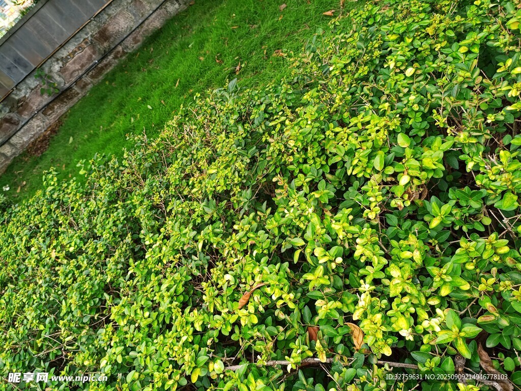 翠綠繁茂的地面植物景觀