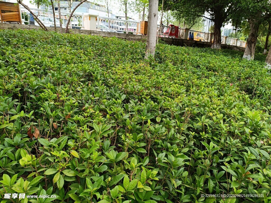 翠綠繁茂的綠植景觀