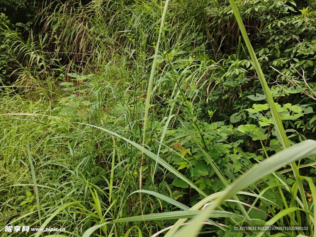 野外繁茂的綠色草叢