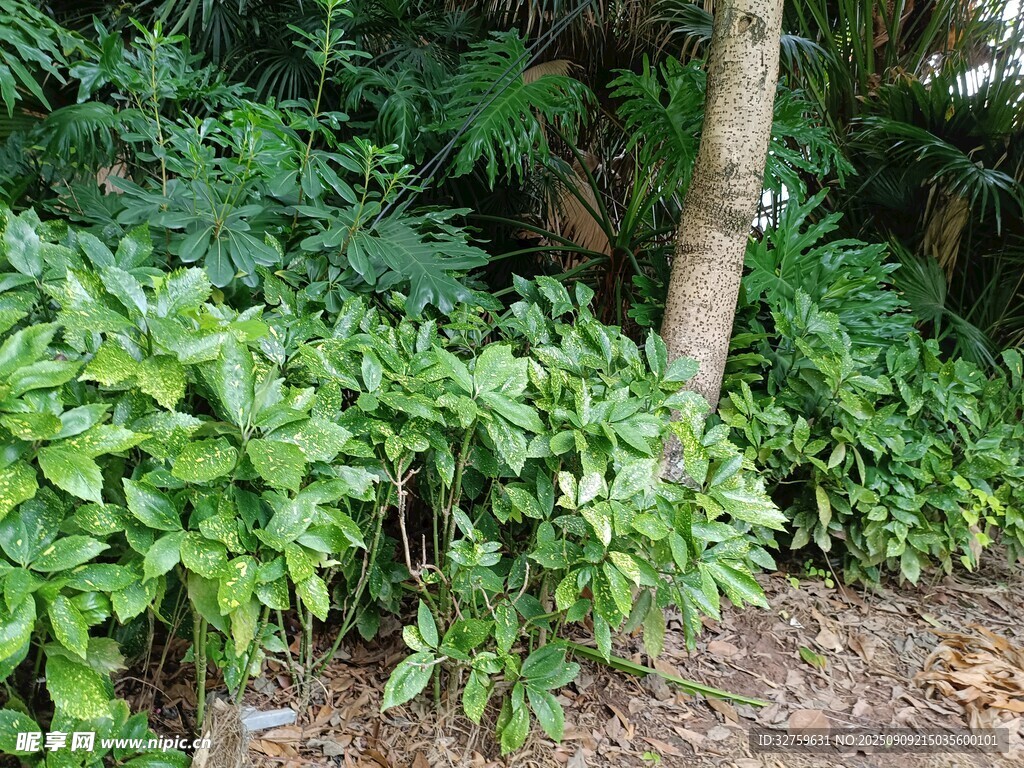 繁茂綠植環(huán)繞樹干景觀