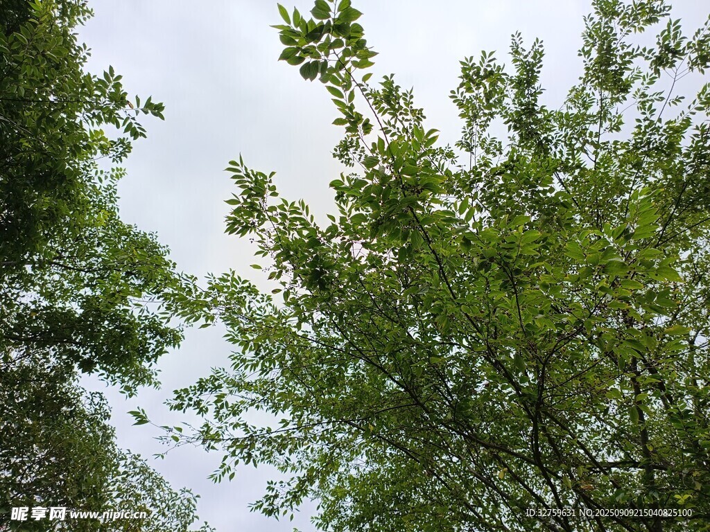 仰視蔥郁綠樹