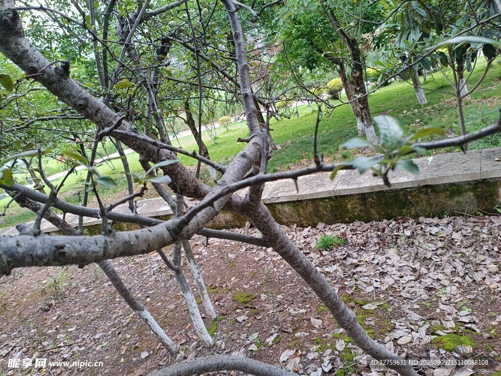 林間樹枝與遠(yuǎn)處長椅景致