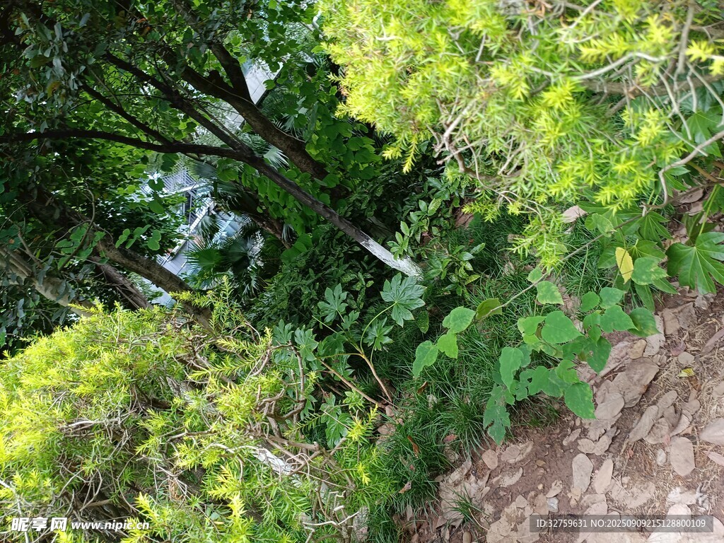 山林間綠意盎然的景致