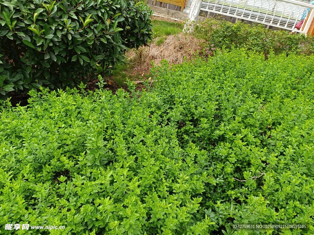 翠綠繁茂的戶外植物景觀