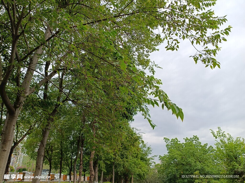 綠樹成蔭的林蔭道景色