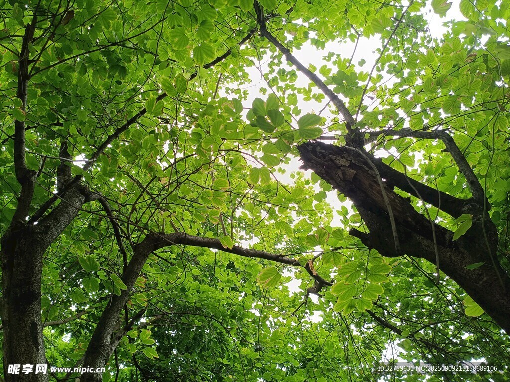林間繁茂綠樹