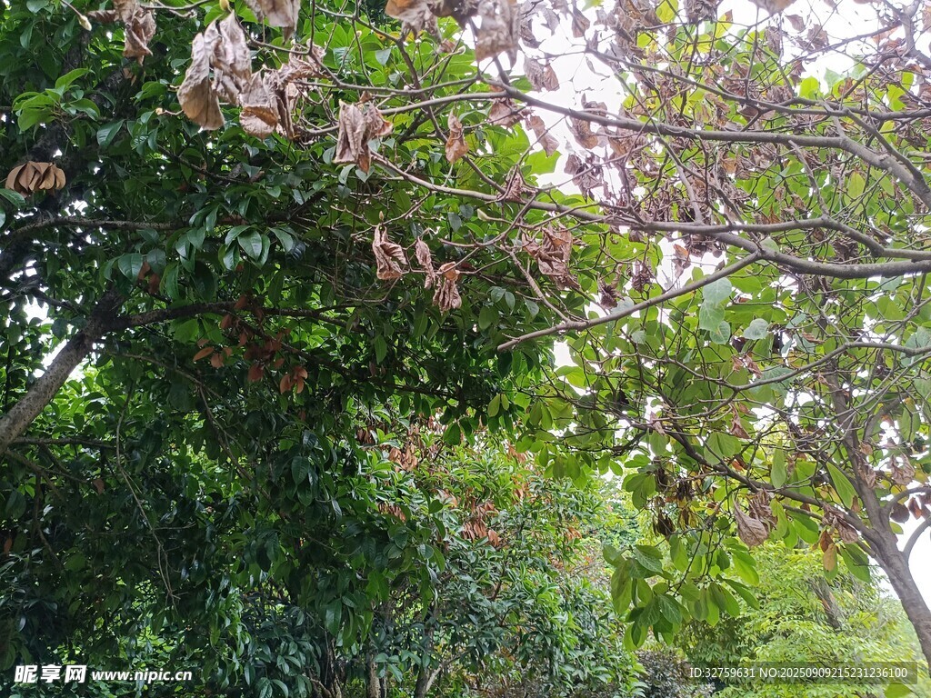繁茂花枝點(diǎn)綴綠意叢林