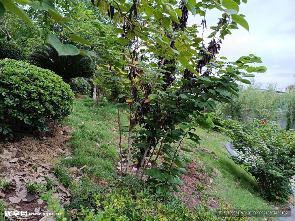 山坡綠植景觀