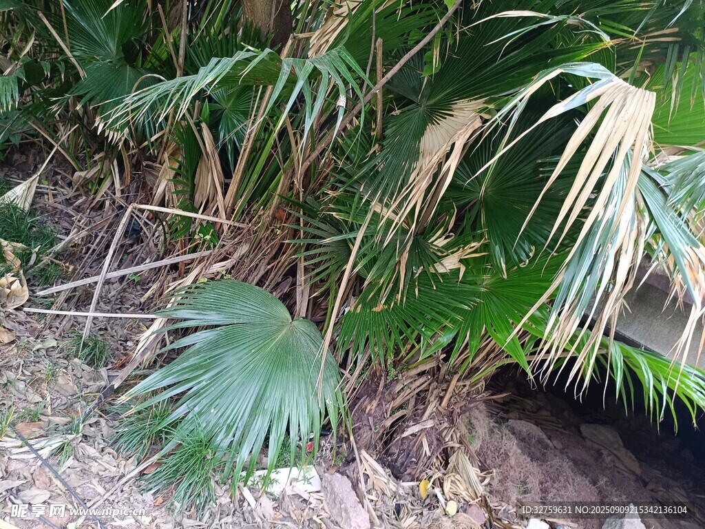 地面生長的翠綠棕櫚植物