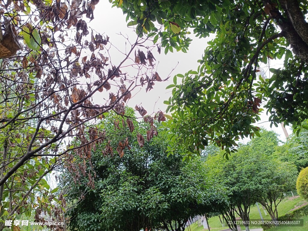 公園綠樹成蔭的景致