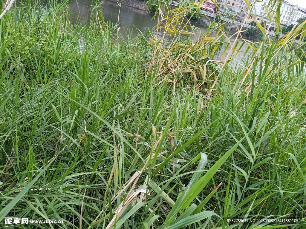 野外茂盛的綠色草叢