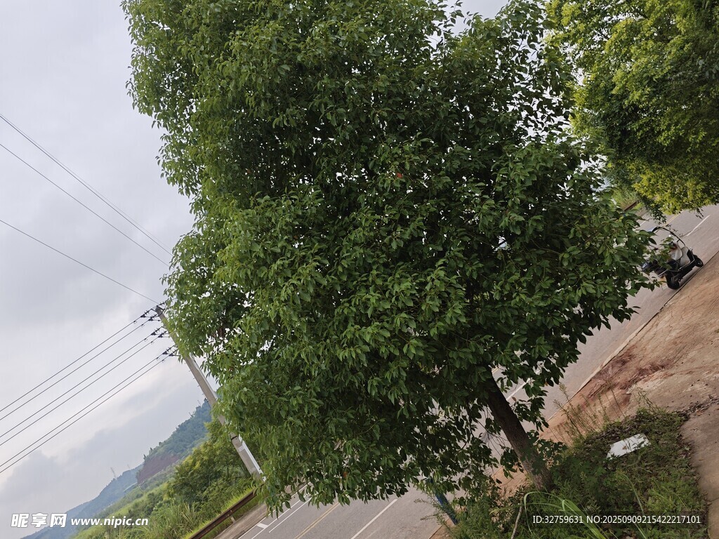 路邊茂盛綠樹(shù)
