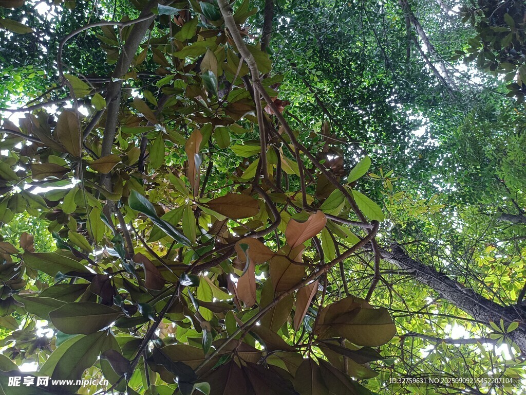 繁茂樹(shù)林中的綠意枝葉