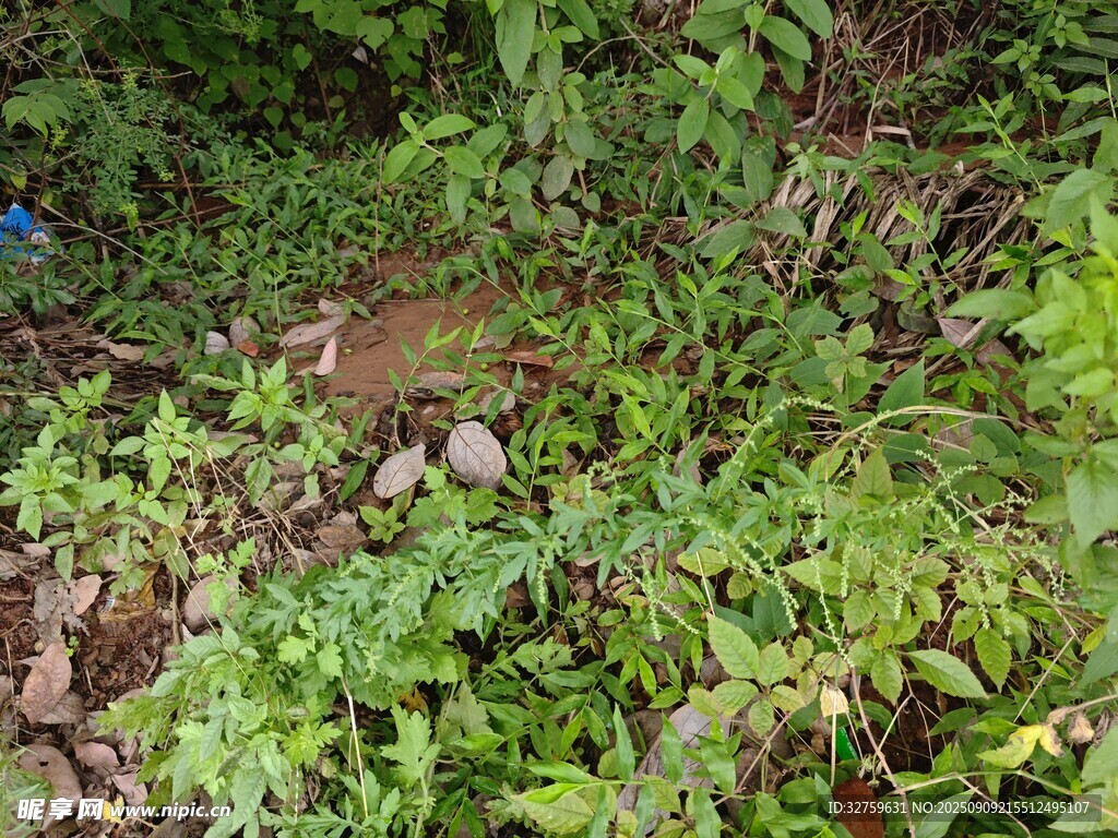 野外繁茂的綠色植物景象
