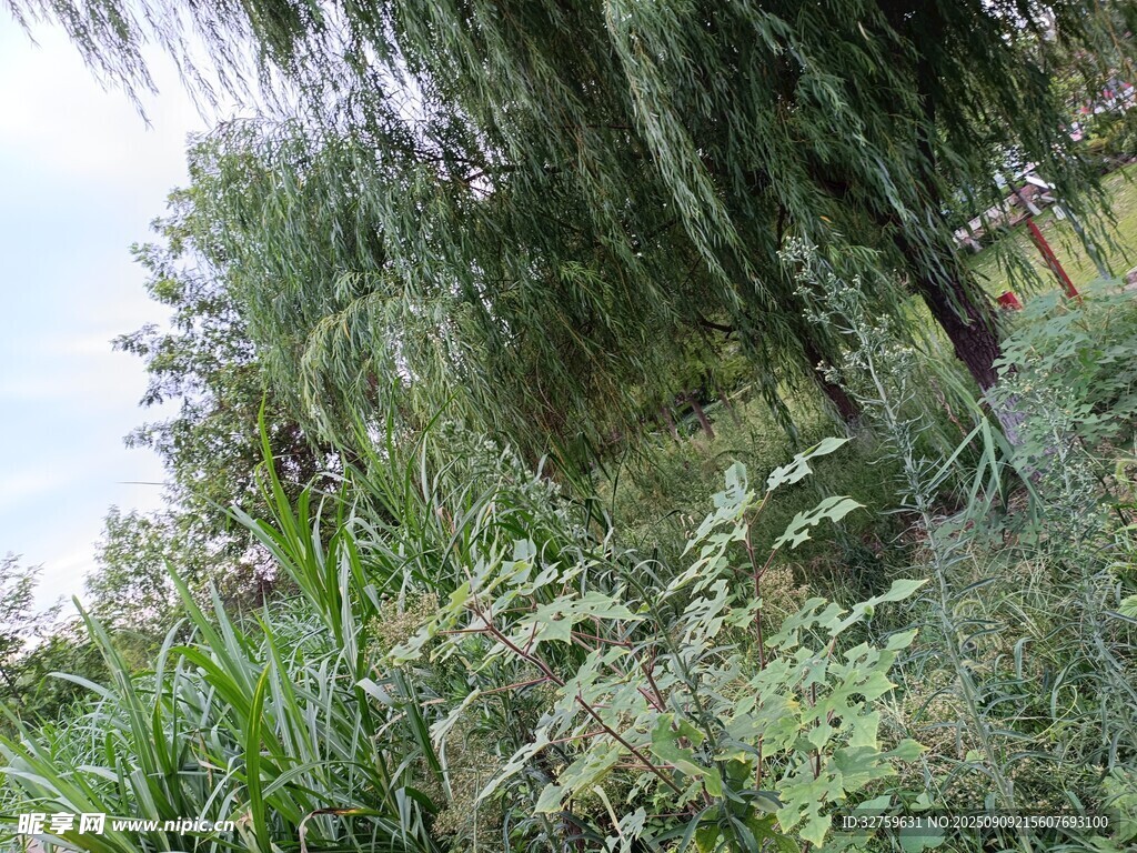垂柳下的繁茂綠植景觀