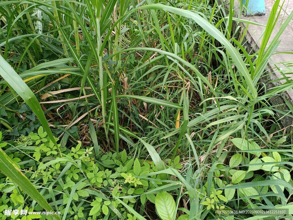 茂盛綠植
