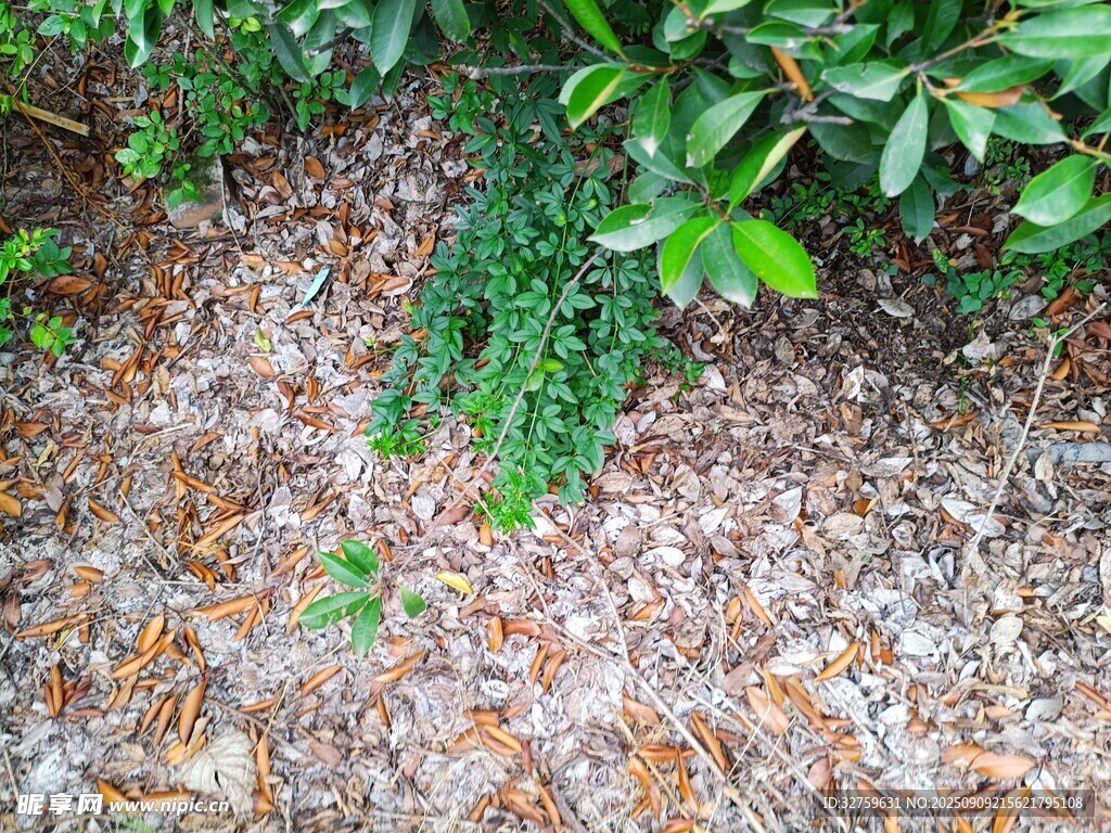 地面上的綠色藤蔓植物
