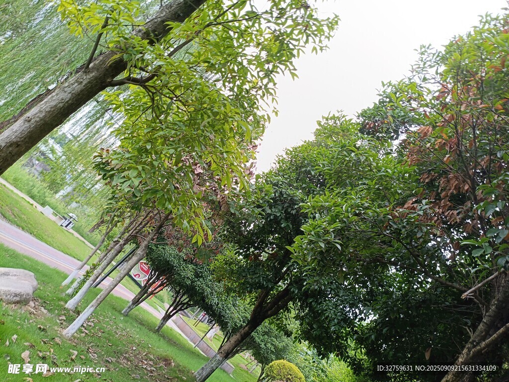 綠意盎然的公園樹林景觀