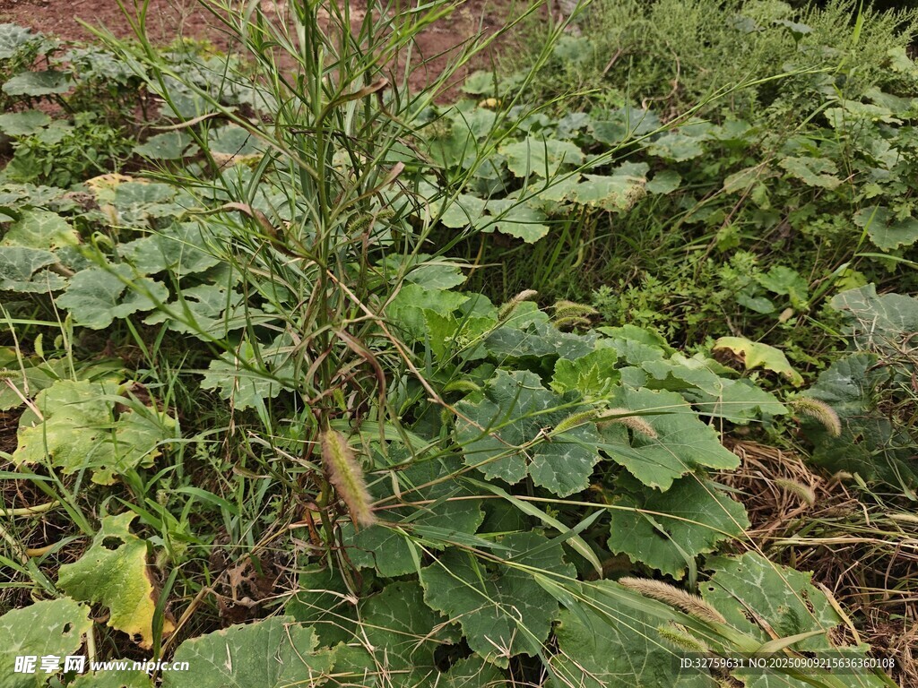 野外繁茂的綠色植物景觀