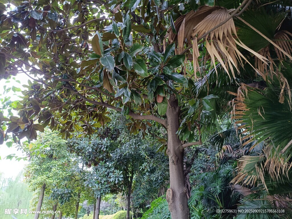 林間樹木與繁茂枝葉景象