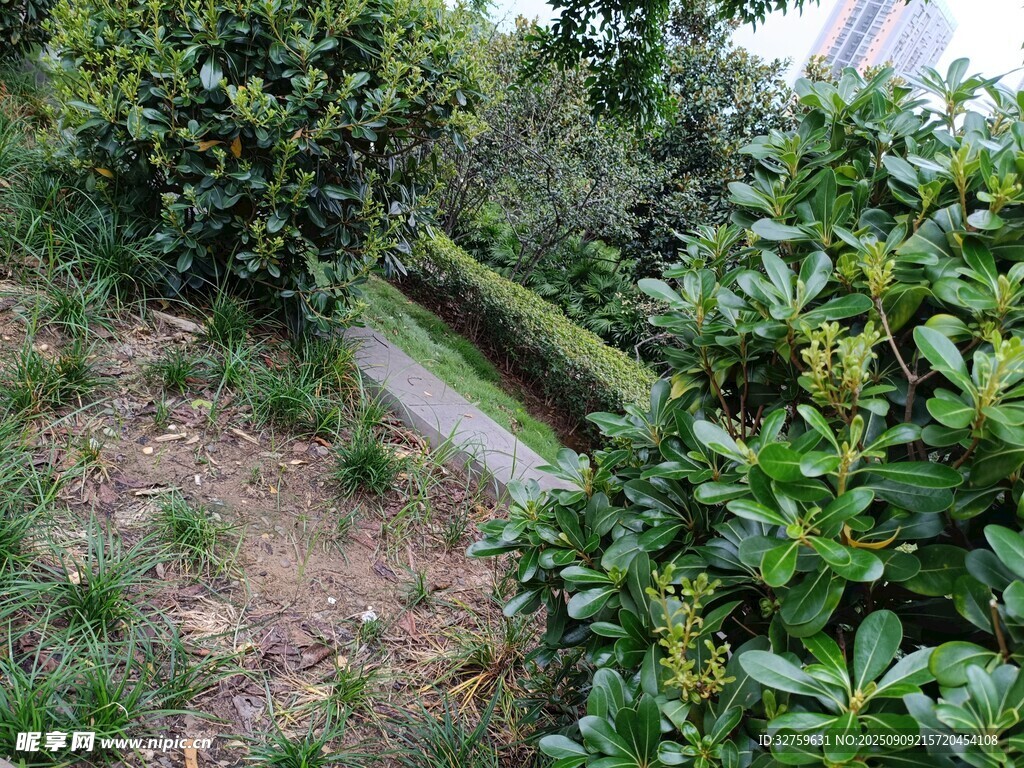 綠意盎然的園林小徑