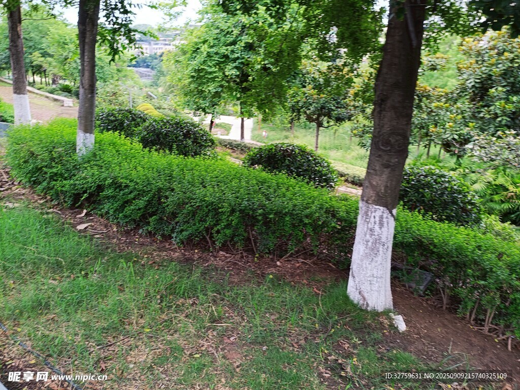 綠樹環(huán)繞的整潔園林景觀
