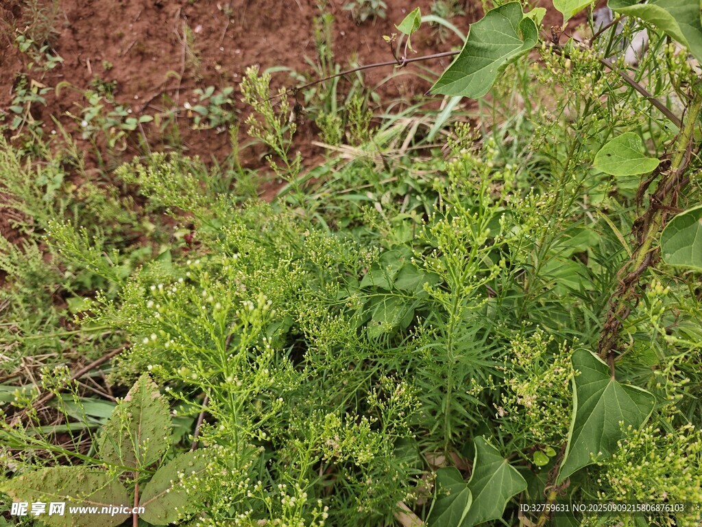 野外叢生的綠色植物