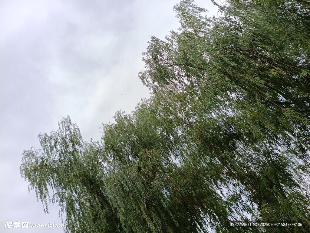 垂柳映天