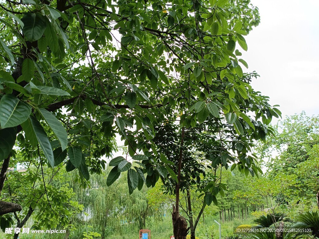 繁茂綠樹 