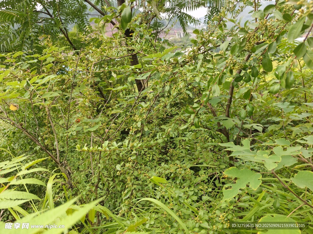 繁茂綠植