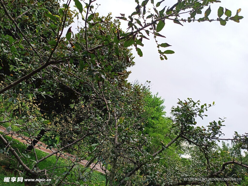 繁茂綠樹間的自然景致