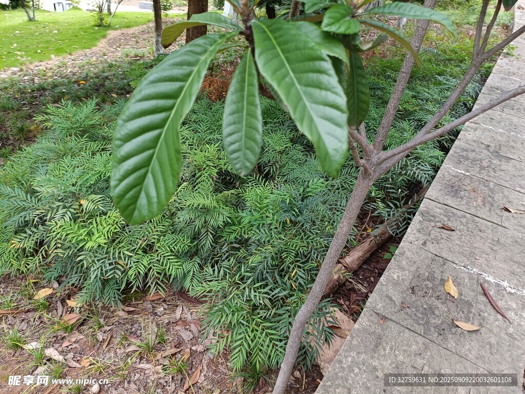 綠葉繁茂的路旁植物