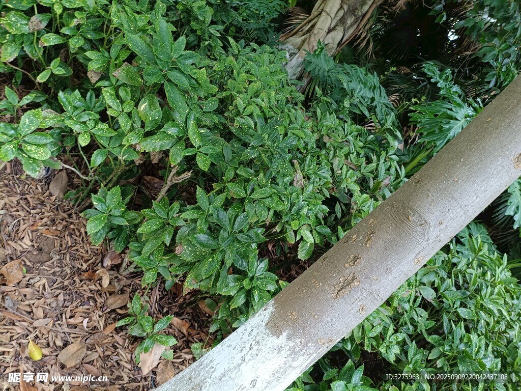 綠葉環(huán)繞的木質(zhì)欄桿