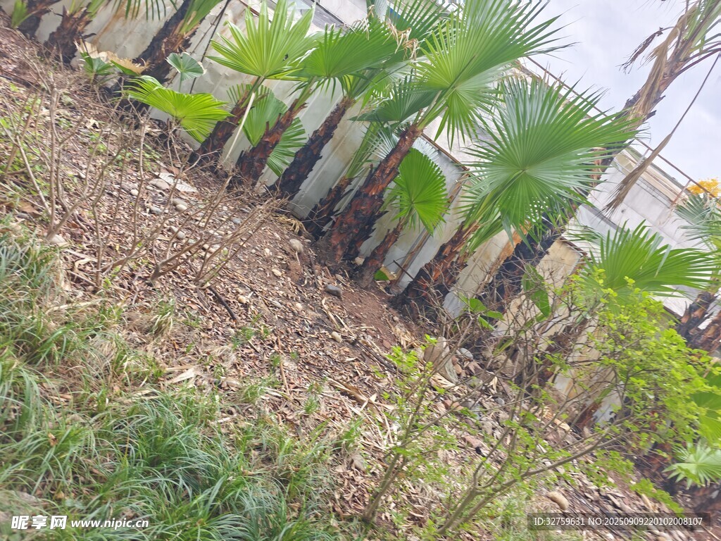 戶外種植的多株棕櫚幼苗
