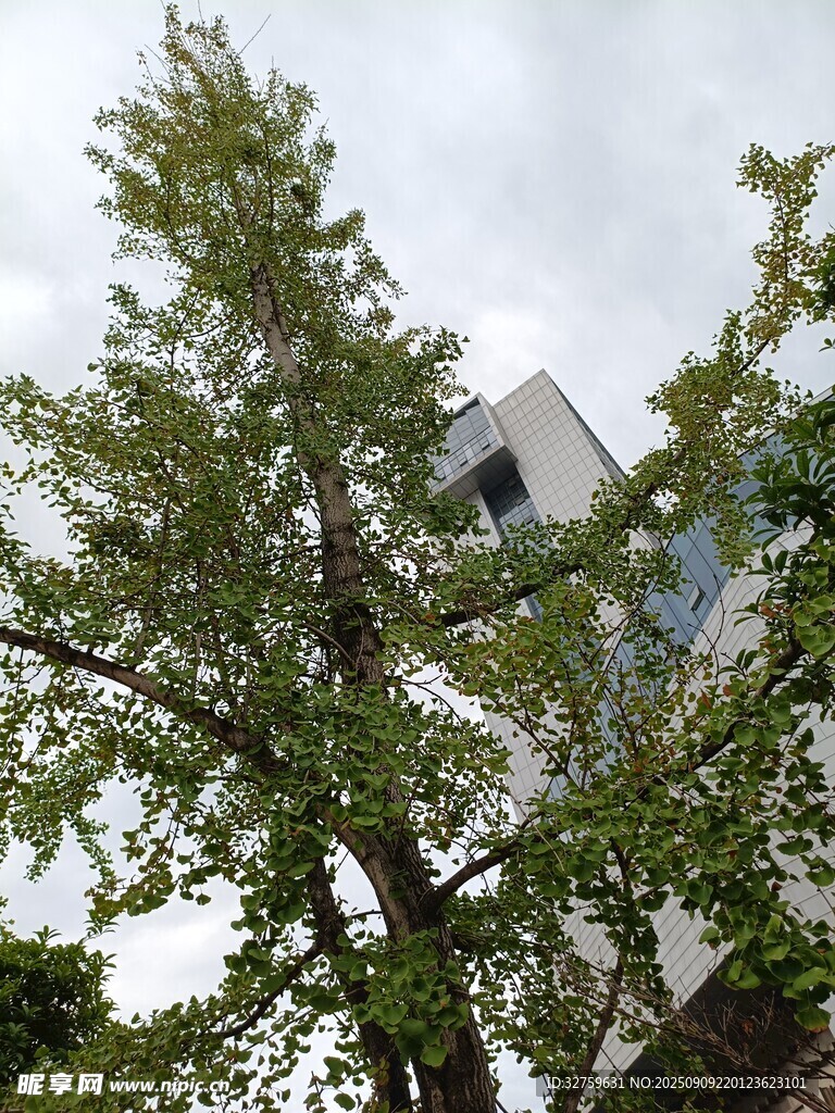 綠樹掩映下的白色建筑
