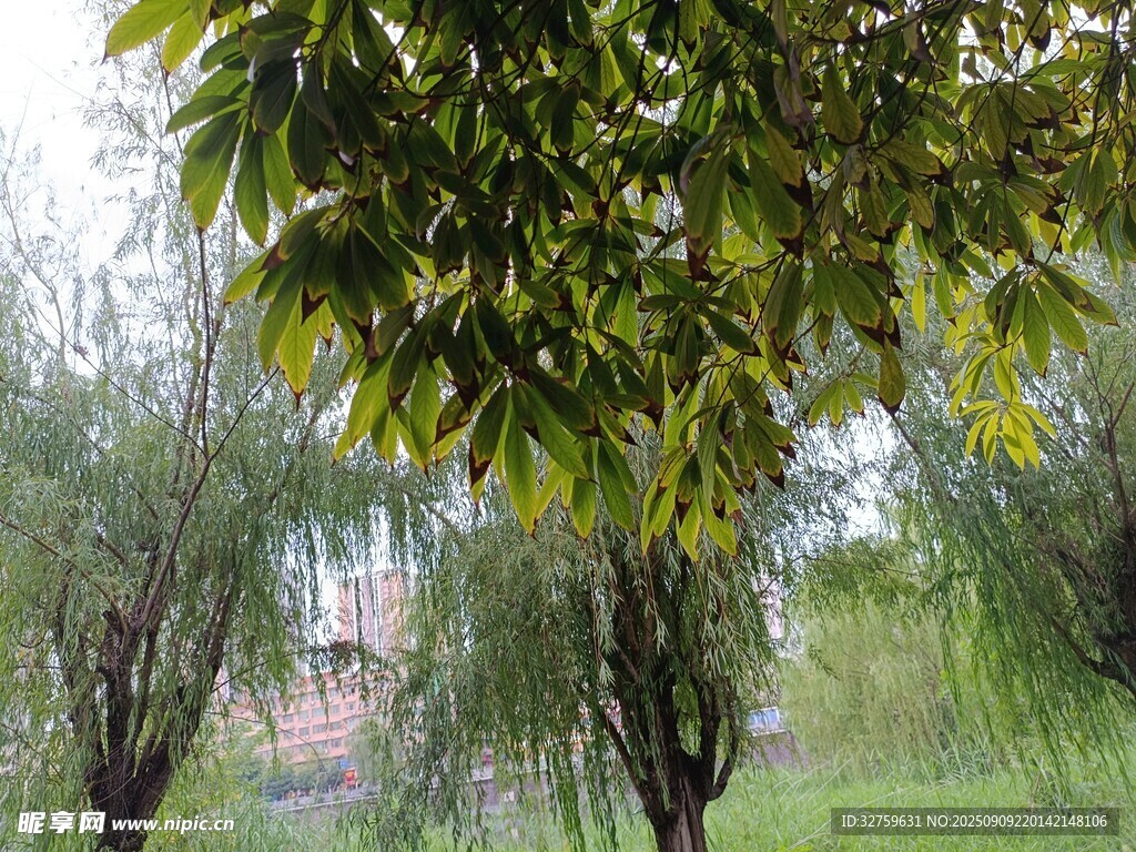 綠樹成蔭的清新戶外景象