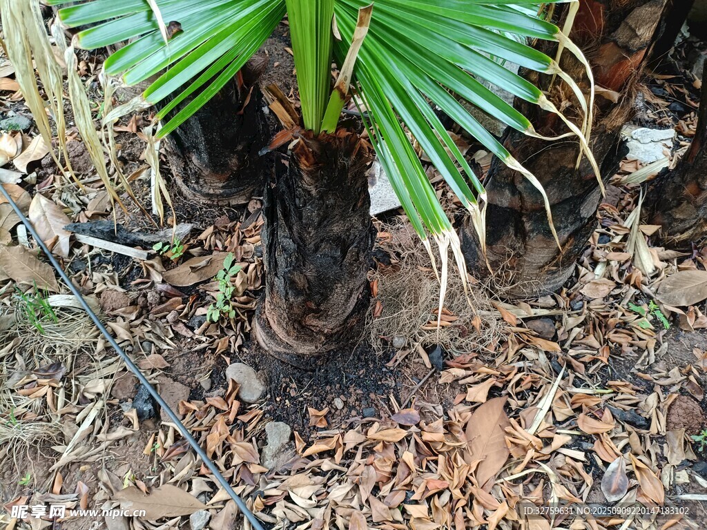 棕櫚樹(shù)苗扎根于土地