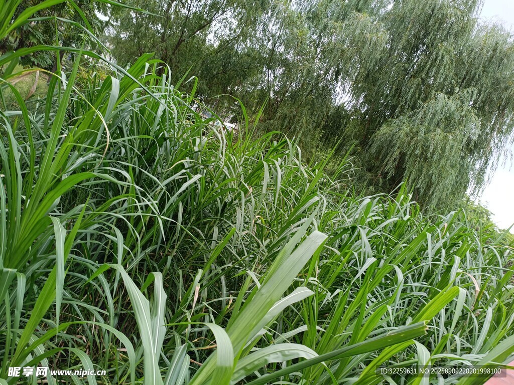 翠綠茂盛的高大綠色植物
