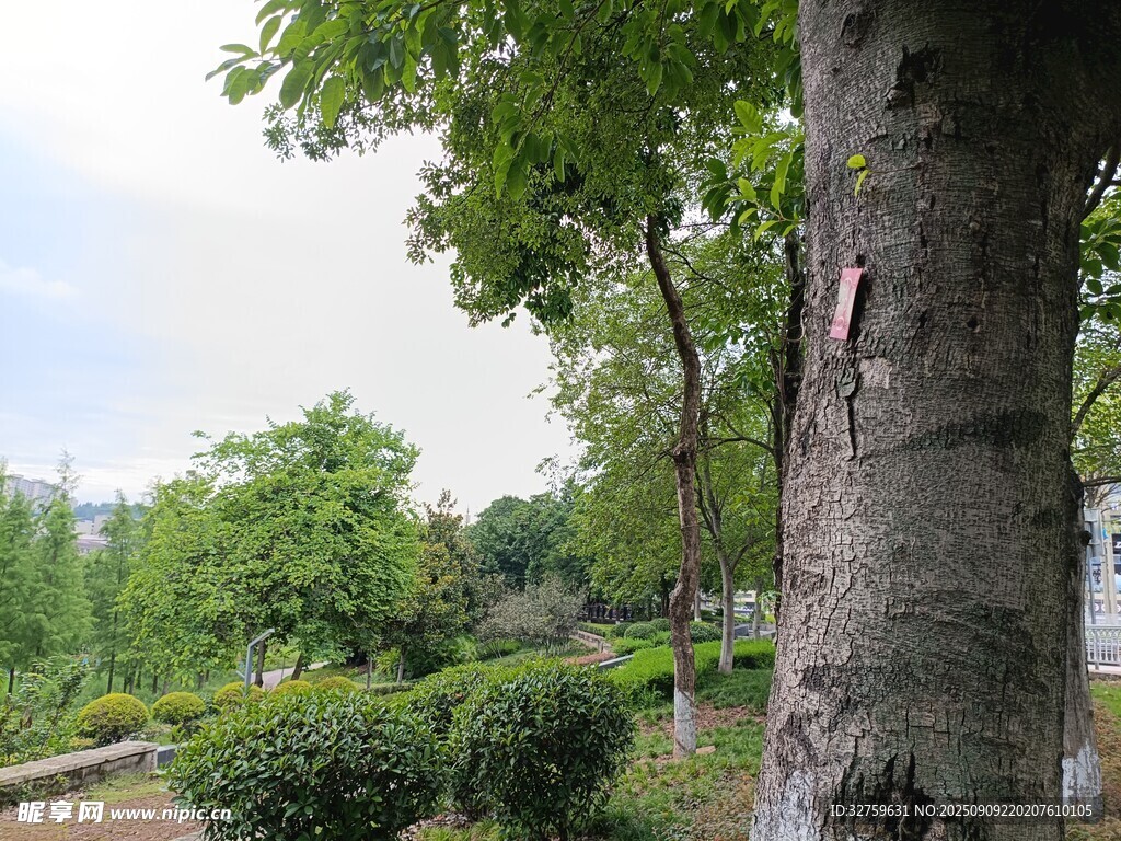 公園中的綠樹與灌木景觀