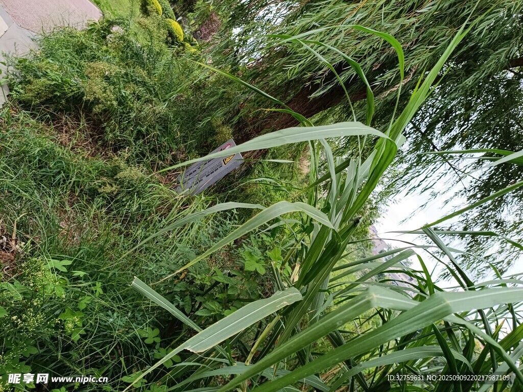 池塘邊的綠植與水面景象