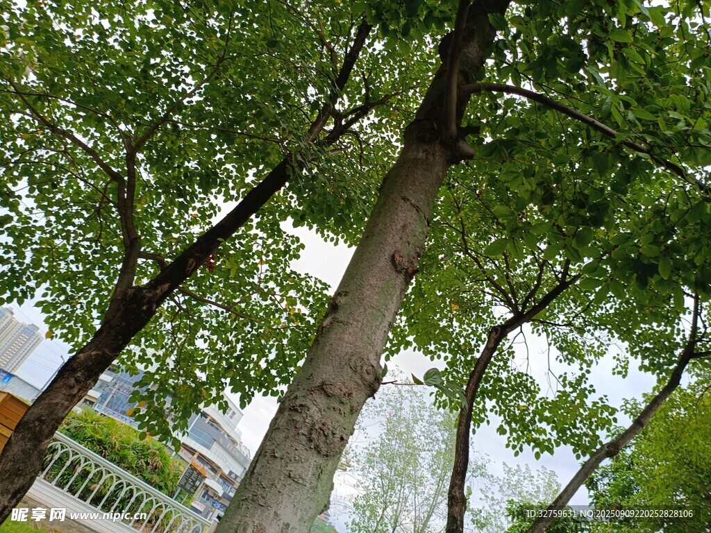 仰視蔥郁樹木景觀
