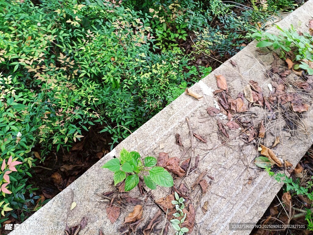 木板上的青蛙與綠植