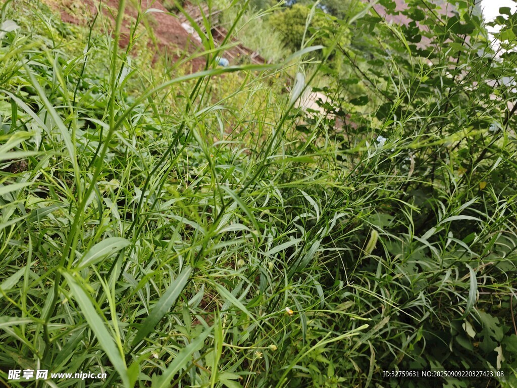 茂密綠色植物景觀